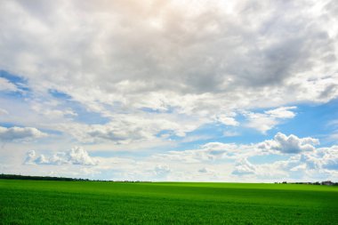 yeşil çimen ve parlak mavi gökyüzü