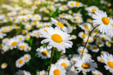 Papatya çayı. Yeşil çim ve chamomiles doğada
