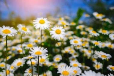 Papatya çayı. Yeşil çim ve chamomiles doğada