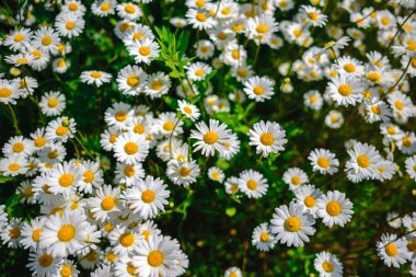 Papatya çayı. Yeşil çim ve chamomiles doğada
