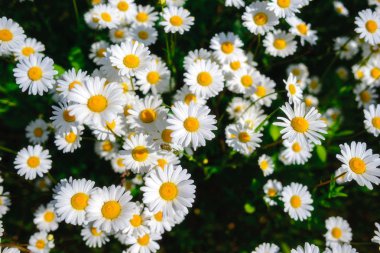 Papatya çayı. Yeşil çim ve chamomiles doğada