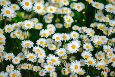 Papatya çayı. Yeşil çim ve chamomiles doğada
