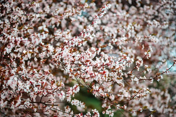Sakura Blomma Eller Cherry Blossom Med Vacker Natur — Stockfoto