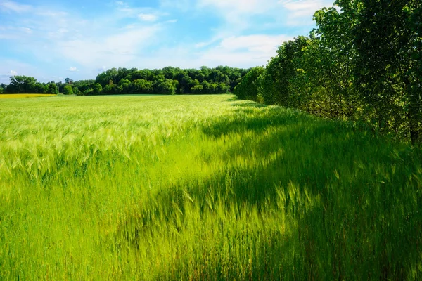 Landschaft Des Gerstenfeldes Frühsommer Ein Wunderbarer Sommertag — Stockfoto