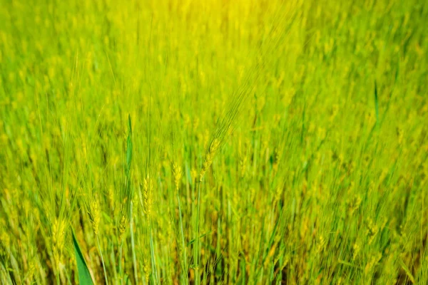 Paisagem Campo Cevada Início Verão Dia Maravilhoso Verão — Fotografia de Stock