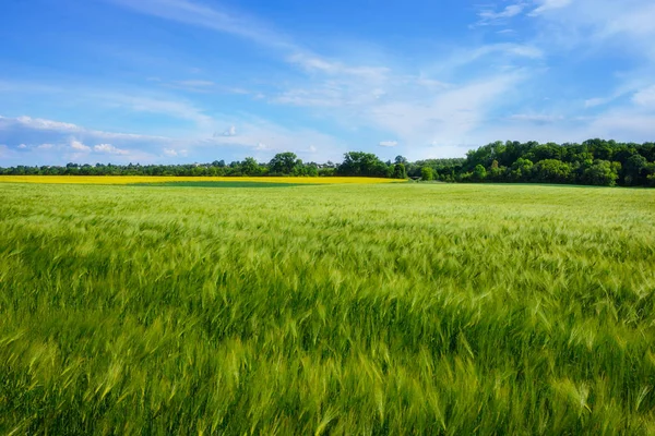 Landschaft Des Gerstenfeldes Frühsommer Ein Wunderbarer Sommertag — Stockfoto