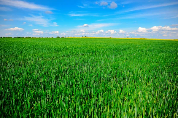 素晴らしい夏の日 初夏の麦畑の風景 — ストック写真