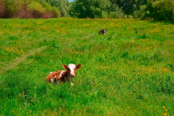 Vaca Preta Branca Pastando Prado Nas Montanhas Gado Pasto Montanha — Fotografia de Stock