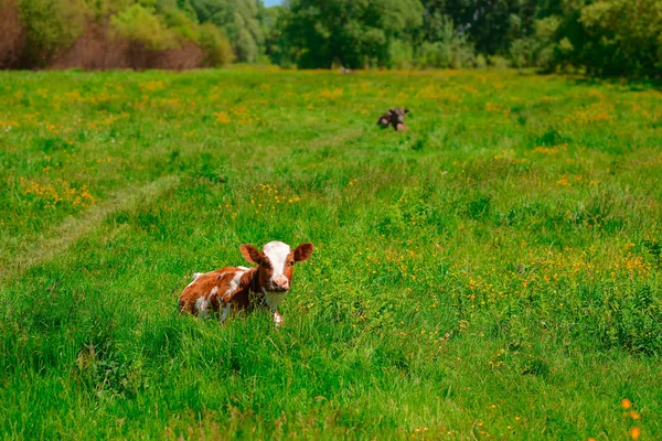 Vaca Preta Branca Pastando Prado Nas Montanhas Gado Pasto Montanha — Fotografia de Stock