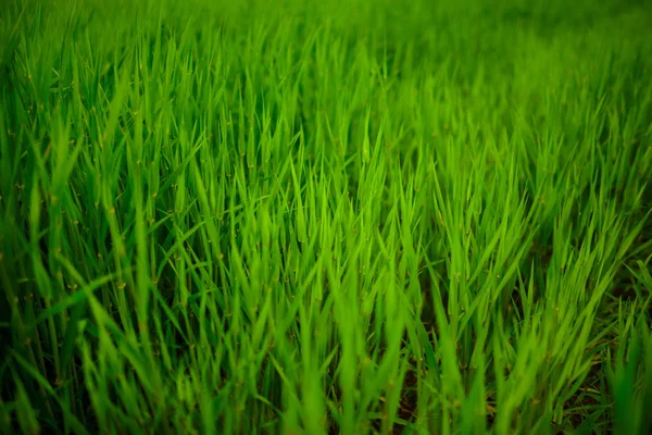 Närbild Färskt Tjockt Gräs Med Vattendroppar — Stockfoto