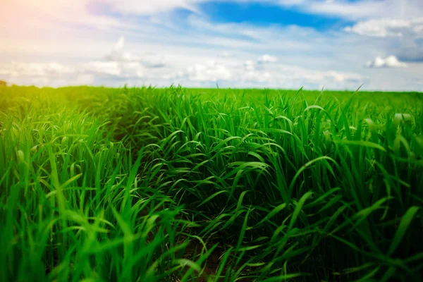 緑の草原と青い空 — ストック写真