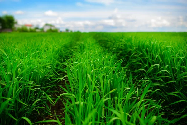 Primer Plano Hierba Fresca Espesa Con Gotas Agua —  Fotos de Stock