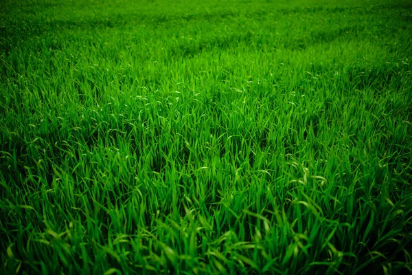 Nahaufnahme Von Frischem Dickem Gras Mit Wassertropfen — Stockfoto