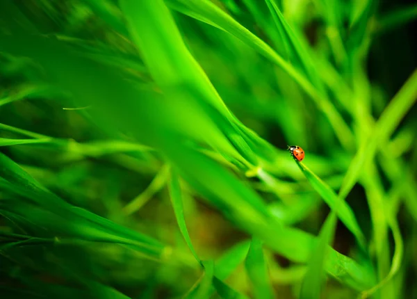 Joaninha Sentada Uma Folha Verde Fundo — Fotografia de Stock