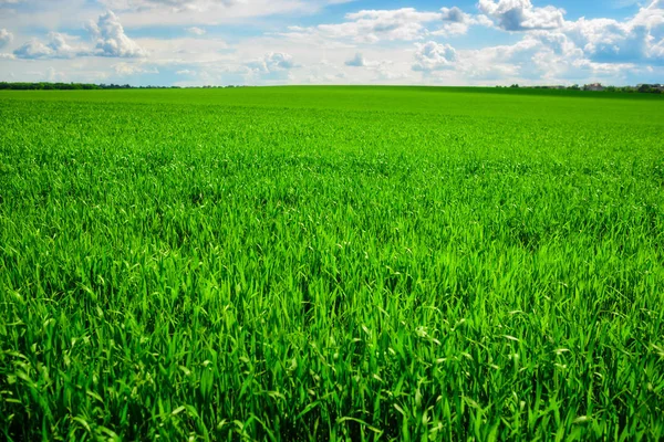 Nahaufnahme Von Frischem Dickem Gras Mit Wassertropfen — Stockfoto