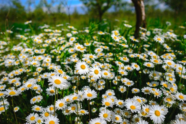 Kamille Grünes Gras Und Kamille Der Natur — Stockfoto