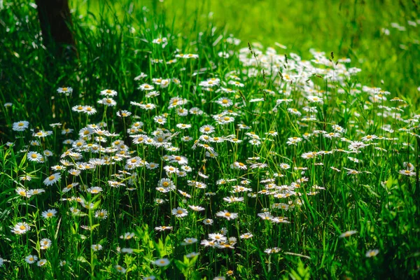 Camomille Herbe Verte Camomilles Dans Nature — Photo