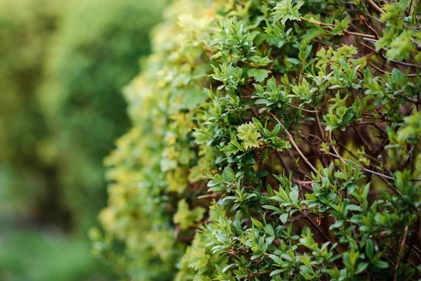 Bush Green Grass Meadow Background Stock Photo