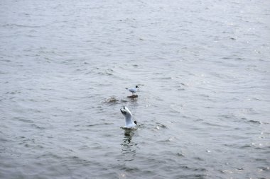 İki siyah başlı martı ayakta taş su ve su yüzeyi yansıtan