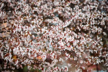 Sakura çiçek ya da güzel doğa ile kiraz çiçeği