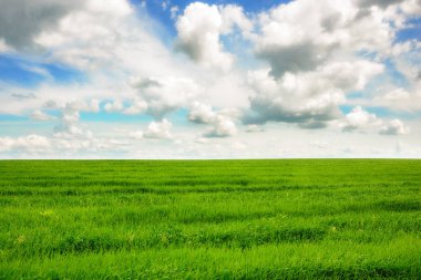 yeşil çimen ve parlak mavi gökyüzü