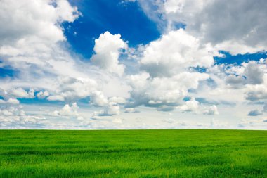 yeşil çimen ve parlak mavi gökyüzü