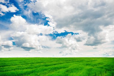 yeşil çimen ve parlak mavi gökyüzü