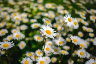 Papatya çayı. Yeşil çim ve chamomiles doğada