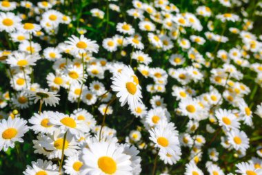 Papatya çayı. Yeşil çim ve chamomiles doğada