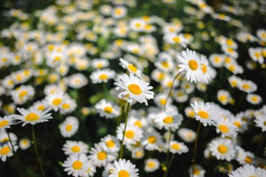 Papatya çayı. Yeşil çim ve chamomiles doğada