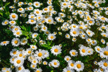 Papatya çayı. Yeşil çim ve chamomiles doğada