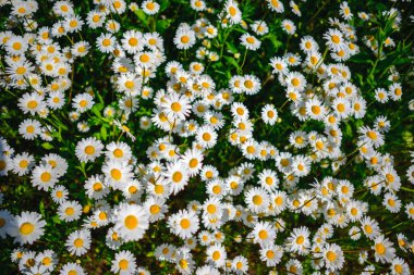 Papatya çayı. Yeşil çim ve chamomiles doğada