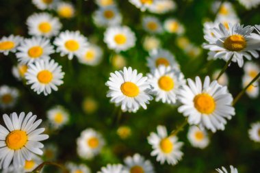Papatya çayı. Yeşil çim ve chamomiles doğada