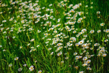 Papatya çayı. Yeşil çim ve chamomiles doğada