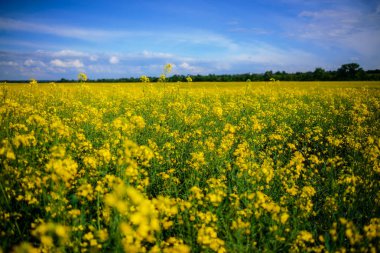 Sarı yağ çekirdeği tecavüz tarlası Mavi gökyüzünün altında güneşli
