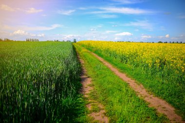 Sarı yağ çekirdeği tecavüz tarlası Mavi gökyüzünün altında güneşli