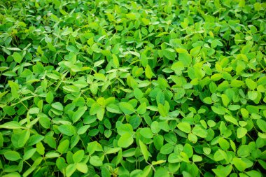 Arkaplan için su damlaları olan yeşil yaprak