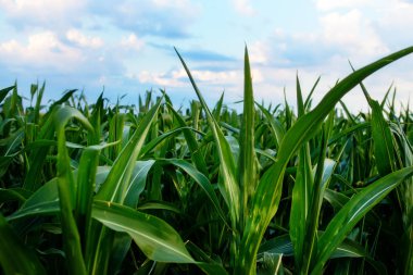 Yeşil mısır alan, mavi gökyüzü ve güneş yaz gününde. Gebe