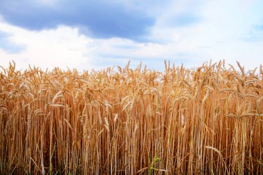 Boş kırsal yolu ile alanlar whea ile. Gebe