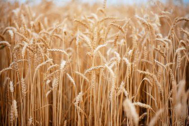 Buğday tarlası. Altın buğday kulakları yakında. Güzel Doğa Günbatımı Manzarası. Parlayan Güneş Işığı Altında Kırsal Manzara. Olgunlaşan çayırlık buğday tarlalarının arka planı. Zengin hasat kavramı