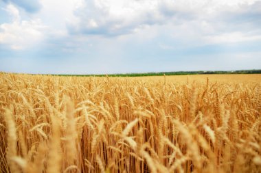 altın alan üzerinde bulutlu gökyüzü. önce yağmur