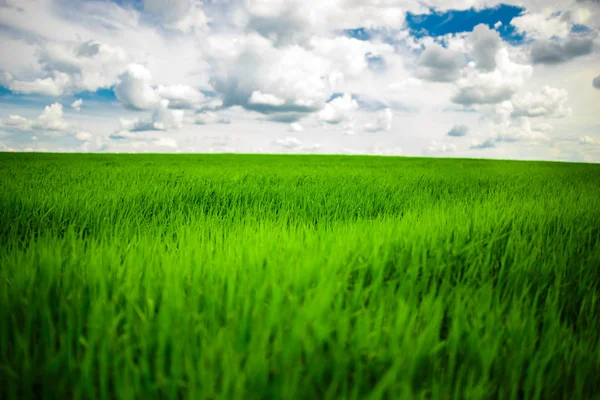 Grüne Wiese Und Strahlend Blauer Himmel — Stockfoto