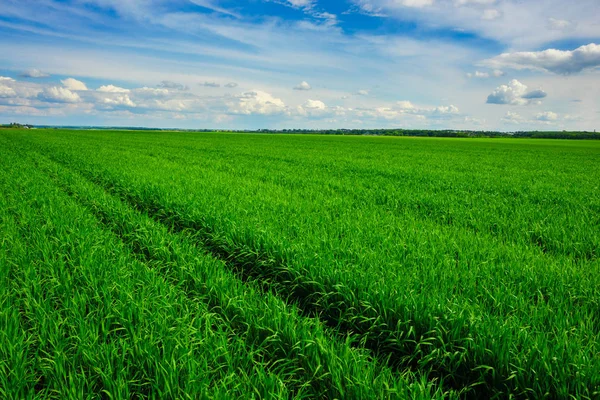 Primer Plano Hierba Fresca Espesa Con Gotas Agua —  Fotos de Stock