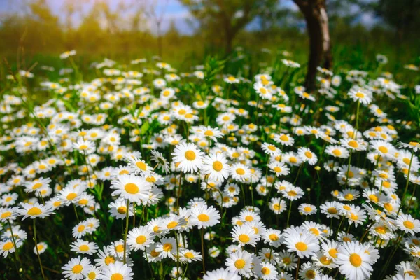 Kamille Grünes Gras Und Kamille Der Natur — Stockfoto