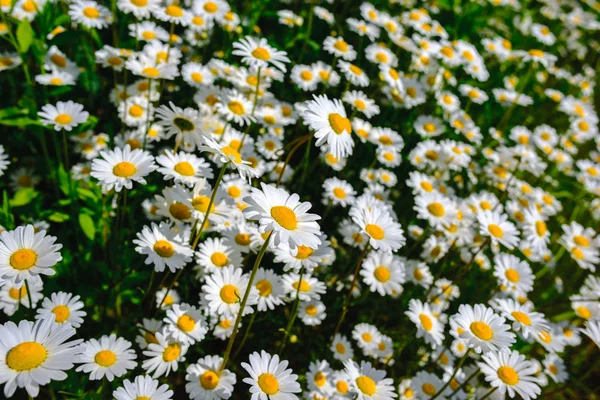 Papatya çayı. Yeşil çim ve chamomiles doğada