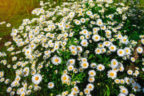 Kamille Grünes Gras Und Kamille Der Natur — Stockfoto