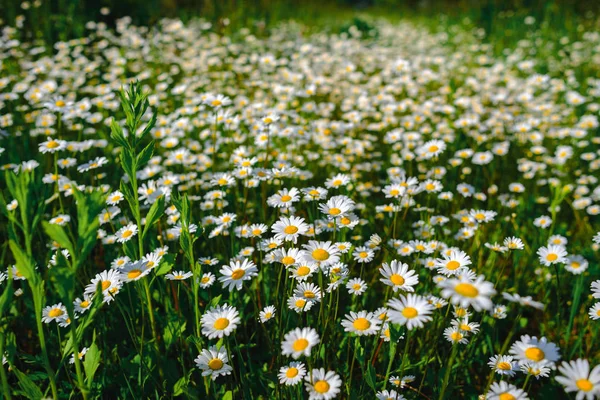 Camomille Herbe Verte Camomilles Dans Nature — Photo