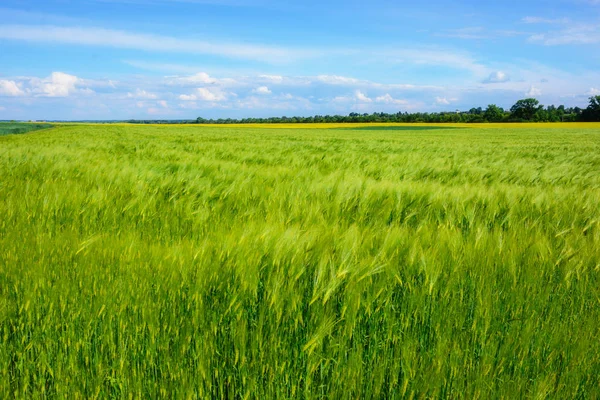 Paesaggio Campo Orzo All Inizio Dell Estate Una Splendida Giornata — Foto Stock