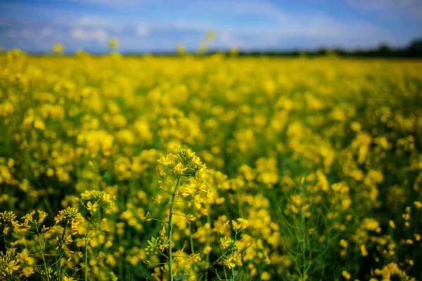 太陽と青空の下で黄色の油種レイプフィールド — ストック写真