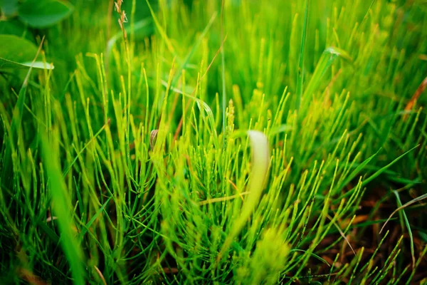 用水滴把新鲜茂密的草丛围起来 — 图库照片